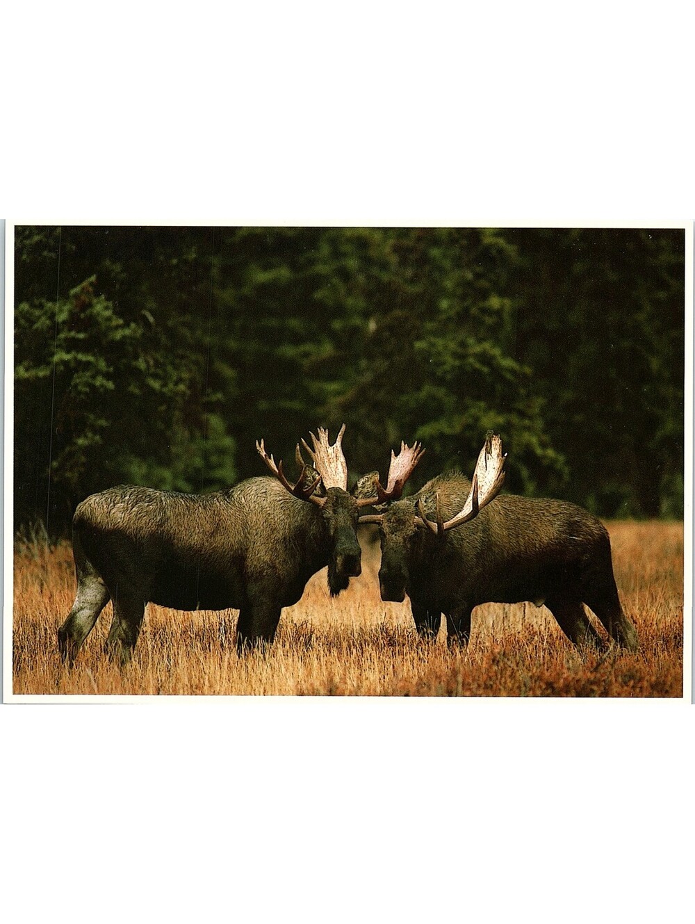 Vintage Postcard Moose North American Wildlife Impact 1989